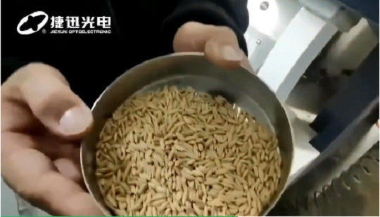 comment trier des semences de paddy de meilleure qualité ?