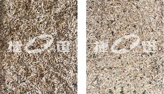 Une trieuse de couleur Anysort SF peut facilement gérer la séparation du paddy et du riz brun !

