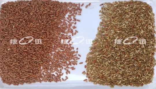 le tri de la qualité du paddy et du riz non poli permettra d'économiser du grain et de réduire les pertes pour des dizaines de millions d'entreprises céréalières
